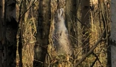 Lagomorpha