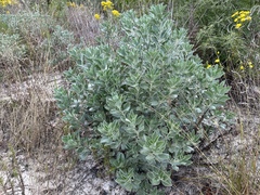 Lupinus westianus