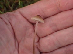 Mycena olivaceomarginata