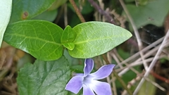 Vinca difformis difformis