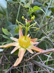 Passiflora herbertiana