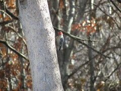 Melanerpes carolinus