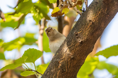 Fringilla coelebs coelebs