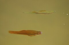 Xiphophorus hellerii