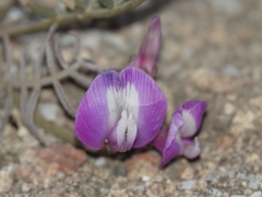 Lathyrus nervosus