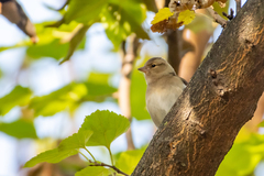Fringilla coelebs coelebs