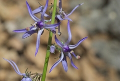 Petromarula pinnata