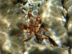 Coscinasterias tenuispina