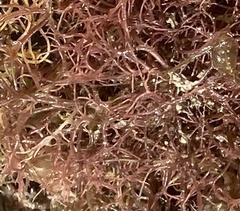Hypnea