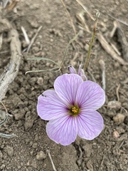 Oxalis laciniata