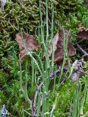 Cladonia maxima