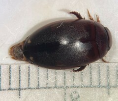 Ilybius incarinatus