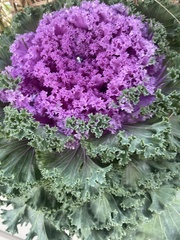 Brassica oleracea
