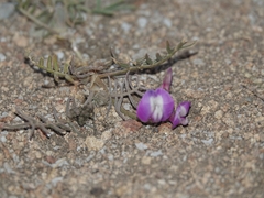 Lathyrus nervosus