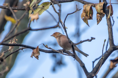 Fringilla coelebs coelebs