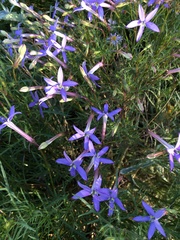 Lithotoma axillaris