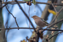Fringilla coelebs coelebs