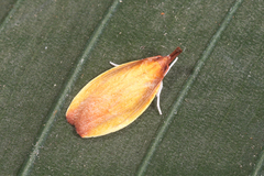 Gonionota