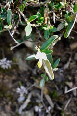 Polygaloides chamaebuxus