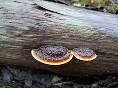 Gloeophyllum sepiarium