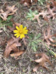 Hypochaeris radicata