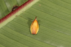 Gonionota