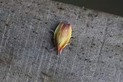 Gonionota