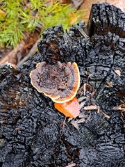 Gloeophyllum sepiarium