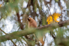 Fringilla coelebs coelebs