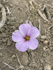 Oxalis laciniata