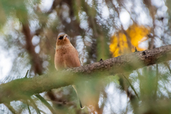 Fringilla coelebs coelebs