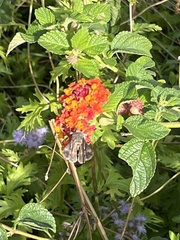 Ctenoplusia oxygramma