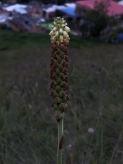 Gomphichis