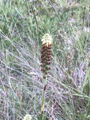 Gomphichis