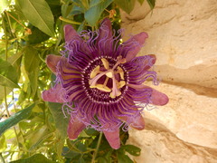 Passiflora