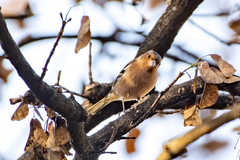 Fringilla coelebs coelebs