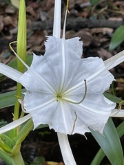 Hymenocallis