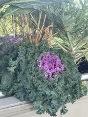 Brassica oleracea