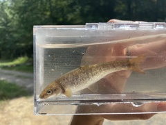 Campostoma oligolepis