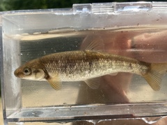 Campostoma oligolepis