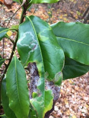 Phyllocnistis magnoliella