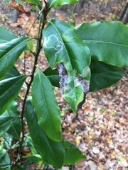 Phyllocnistis magnoliella