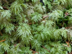 Hylocomium splendens