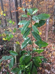 Phyllocnistis magnoliella