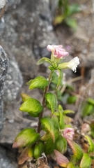 Viviania marifolia