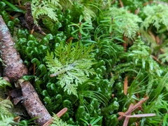 Hylocomium splendens