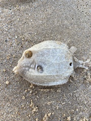 Anoplocapros inermis