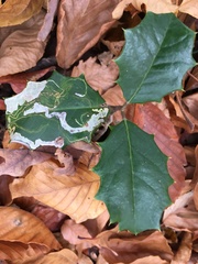 Phytomyza ilicicola