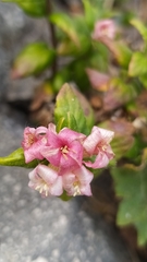 Viviania marifolia