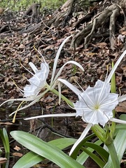 Hymenocallis